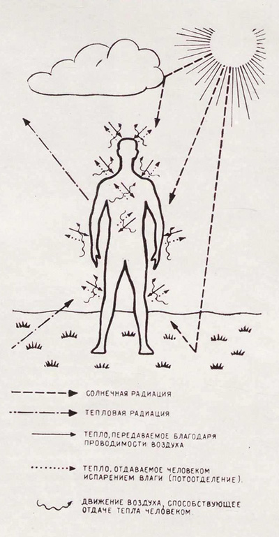 Рис. 1. Схема теплообмена между человеком и жаркой сухой средой. (Из работы американского ученого Дугласа Ли)